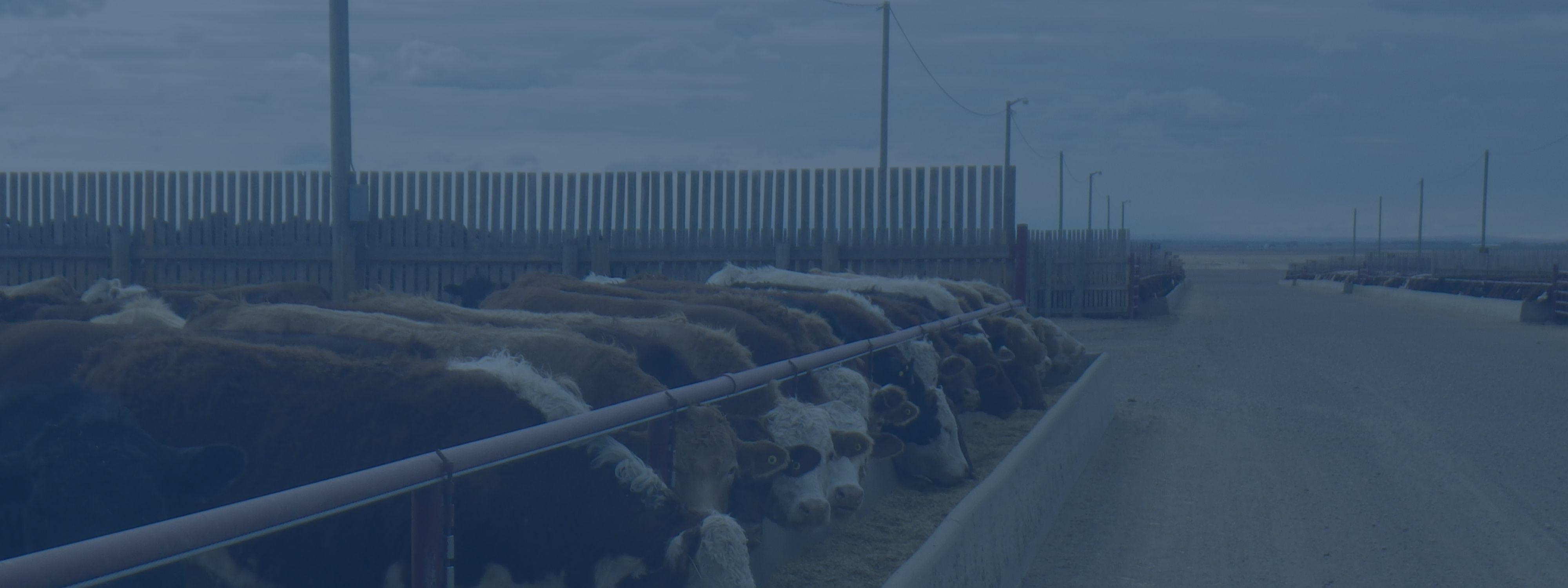 Image of cows feeding on a feed lot